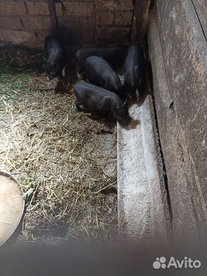 Вьетнамск вислобрюхий поросенок