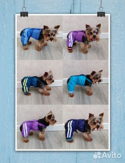 Одежда для собак мелких пород (скуратово-западный)