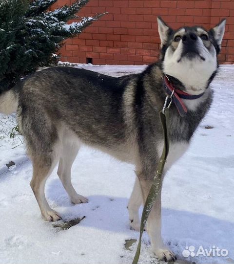 Собака ищет дом