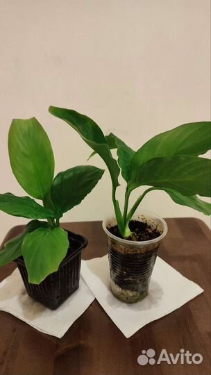 Спатифиллум Женское счастье