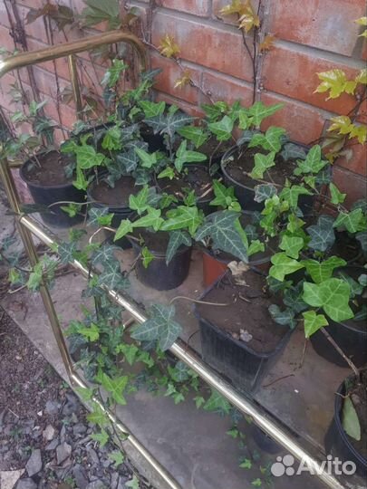 Плющ зимостойкий уличный