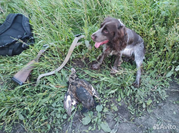 Охота со спаниелем