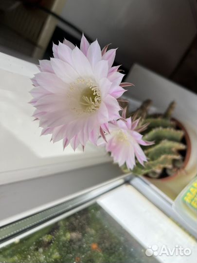 Кактус цветущий