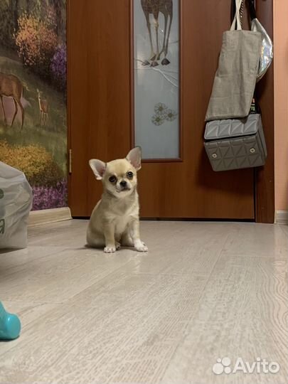 Собаки чихуахуа щенок
