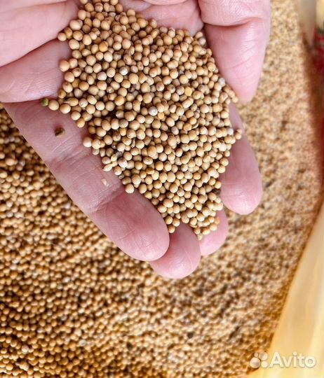 Сидерат горчица