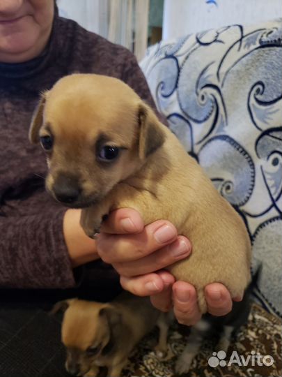 Щенки чихуахуа-мини девочки