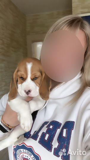 Щенок бигль мальчик
