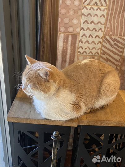 Кот в добрые руки