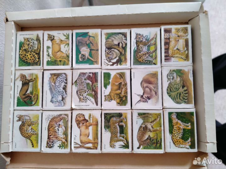 Набор спичек Такие разные кошки