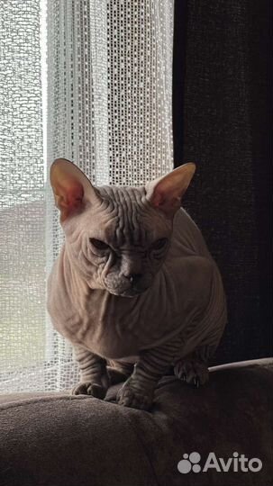 Донской сфинкс. Вязка