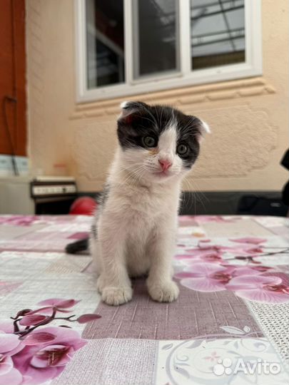 Котята в добрые руки приучены к лотку