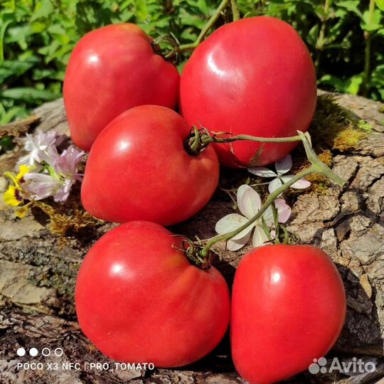 Семена редких,сортовых томатов