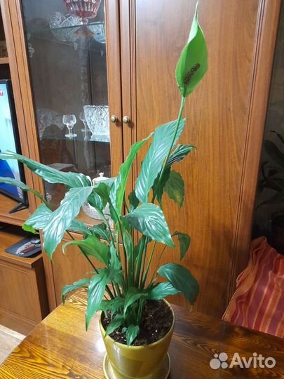 Спатифиллум