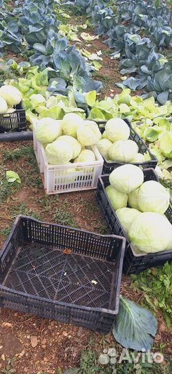 Капуста белокочанная