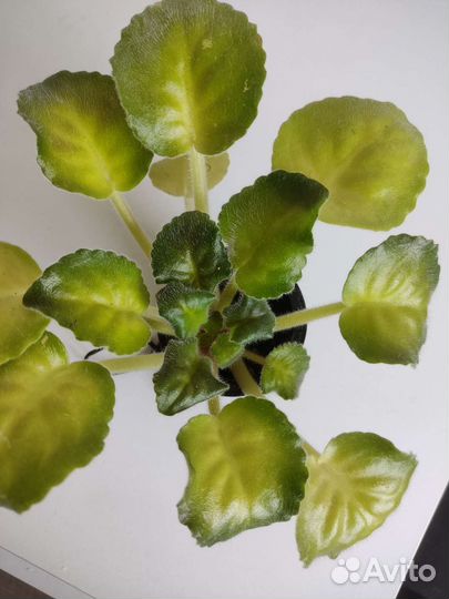 Фиалка ле-изюм