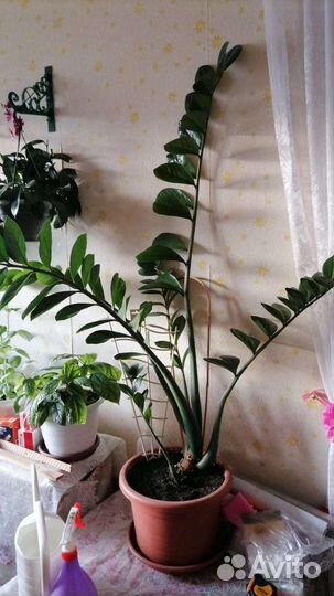 Замиокулькас