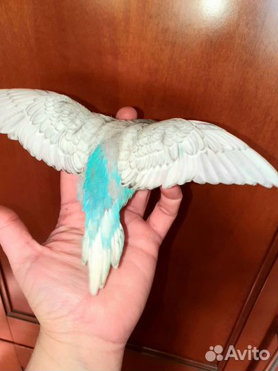 Волнистые попугаи ручные