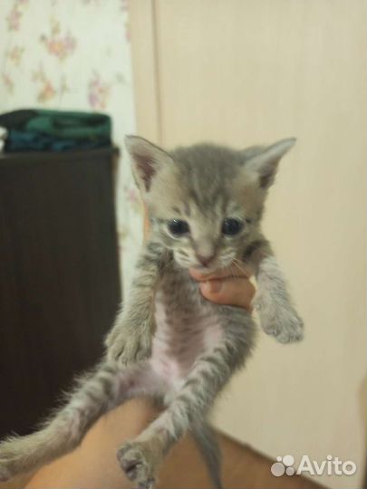 Котята в добрые руки мальчик и три девочки