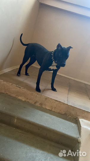 Питбультерьер