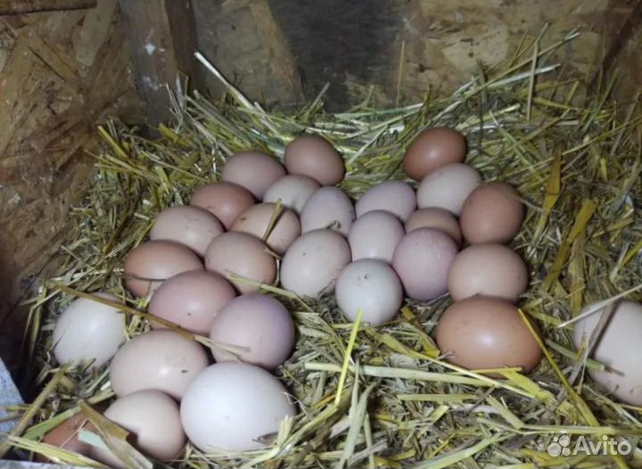 Домашние деревенские яйца