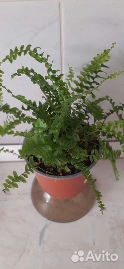 Папоротник мини