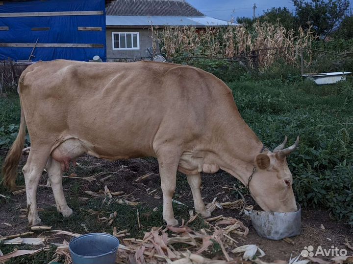 Коровы дойные