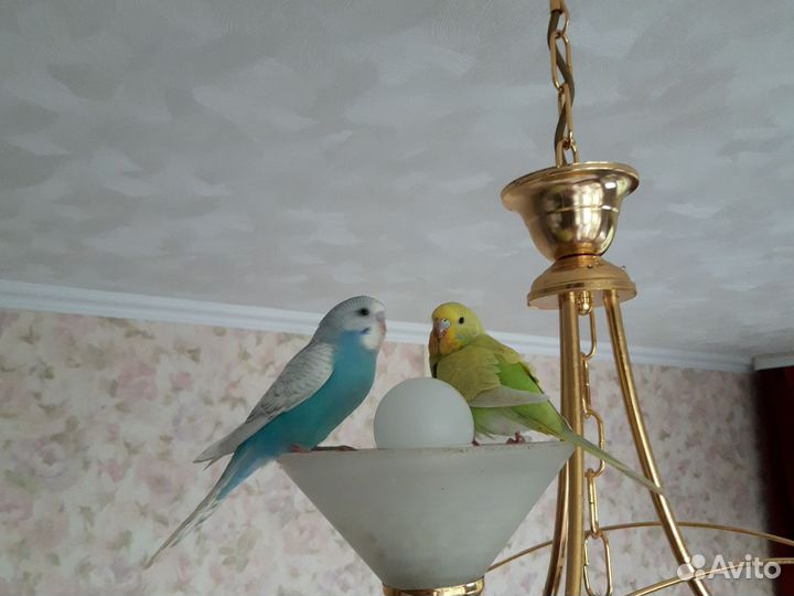 Ввп (Птенцы) чехи и обычные волни