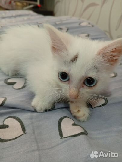 Отдам в добрые руки