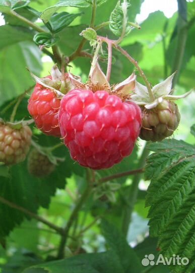 Ремонтантная малина