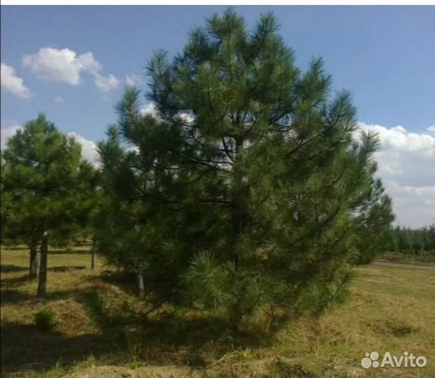 Крымская сосна