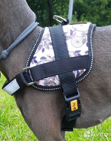 Шлейка для собаки Dingo