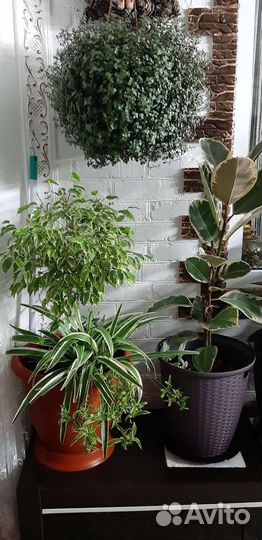 Фикус бенджамина