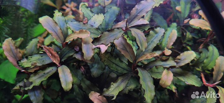 Аквариумные растения