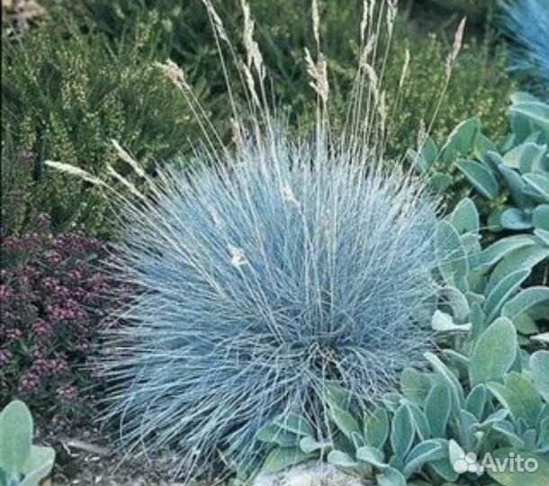 Овсяница сизая