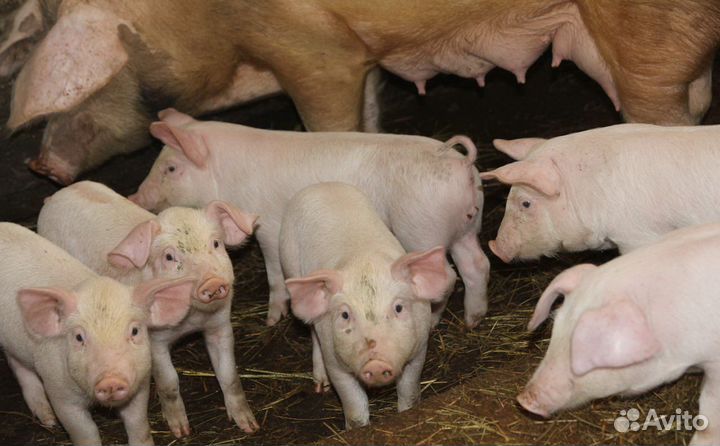 Домашние поросята