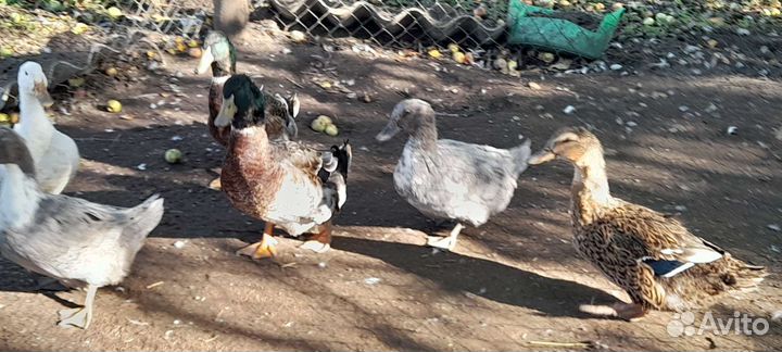 Мускусные утки