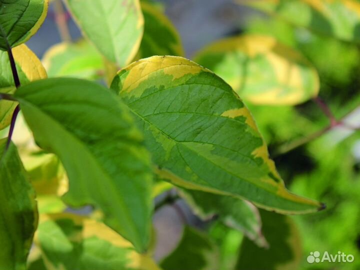 Дерен белый 