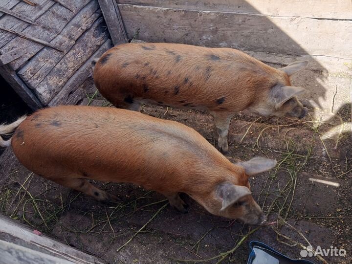 Продам поросят