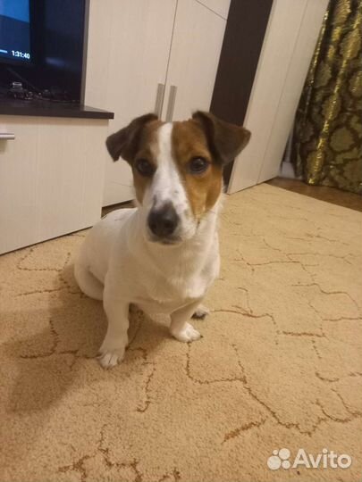 Джек Рассел терьер