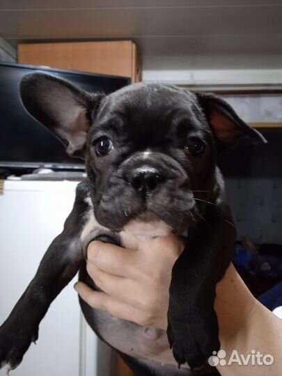 Французские бульдожки