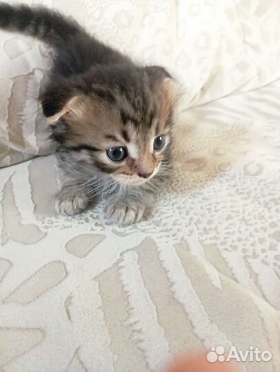 Шотландские котята