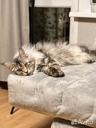 Мейн-кун вязка