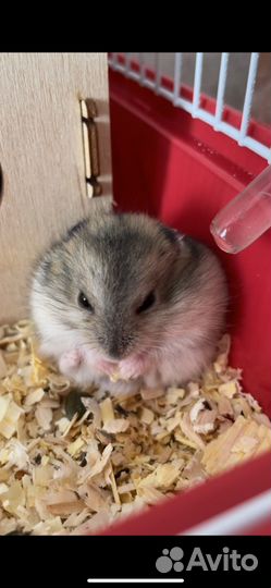Джунгарский хомяк мальчик