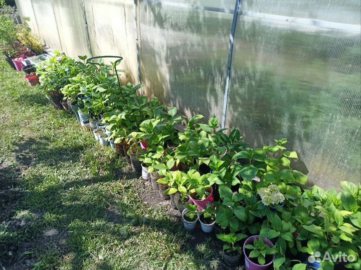 Гортензия розово-голубая и белая