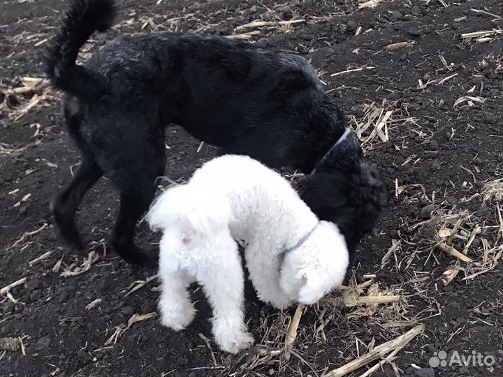 Выгульщик собак с 14 лет