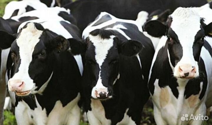 Выпоенные бычки