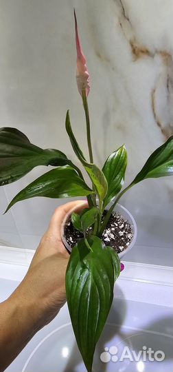 Спатифиллум беллини розовый