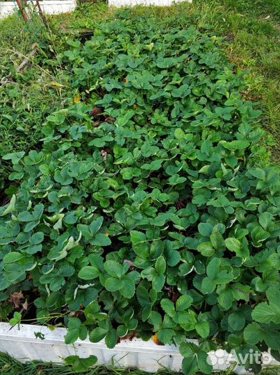 Рассада клубники