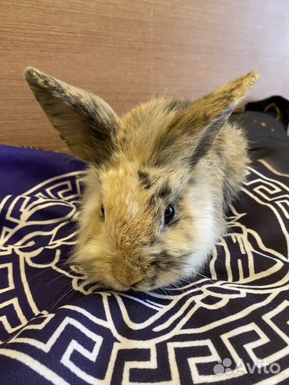 Декоративные карликовые кролики