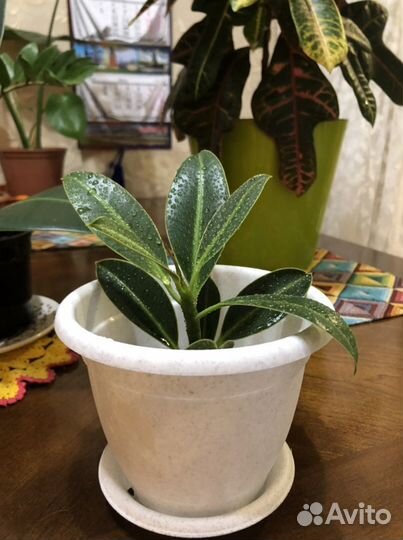 Комнатные цветы